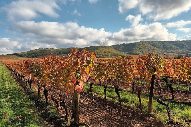 Prestige visit and tasting of 5 wines - Practicalities and Tips