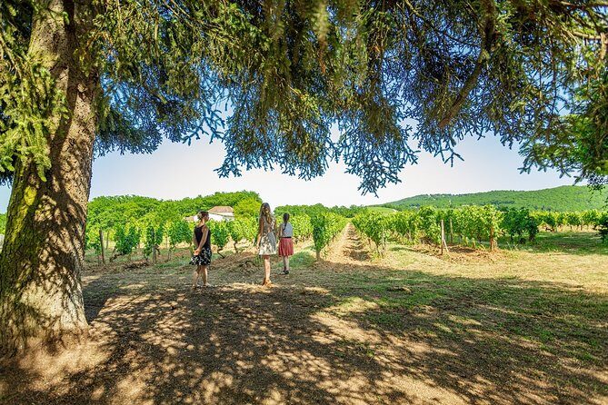 Prestige visit and tasting of 5 wines - The Sum Up