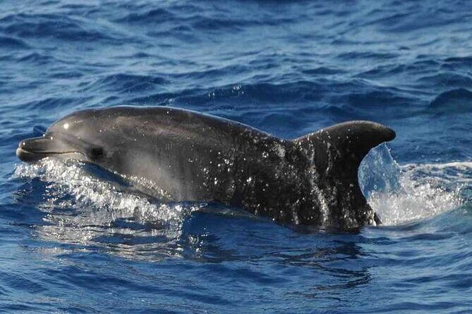 Prestigious cruiser private charter - Swimming and Snorkeling Opportunities