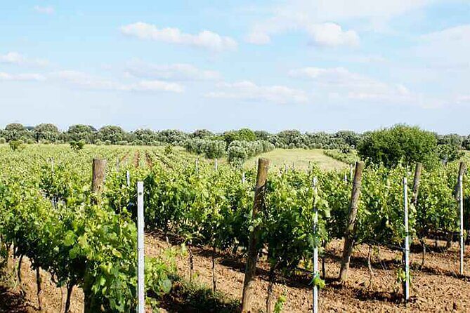 Primitivo and Negroamaro wine tour: a visit to two wineries and typical lunch. From Lecce - Who Will Love This Tour?