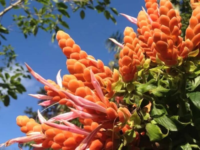 Princeville: Guided Botanical Gardens and Chocolate Tour - A Nature Lover’s Delight with a Sweet Twist