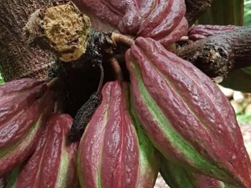 Princeville: Guided Botanical Gardens and Chocolate Tour - Authenticity and Reviews