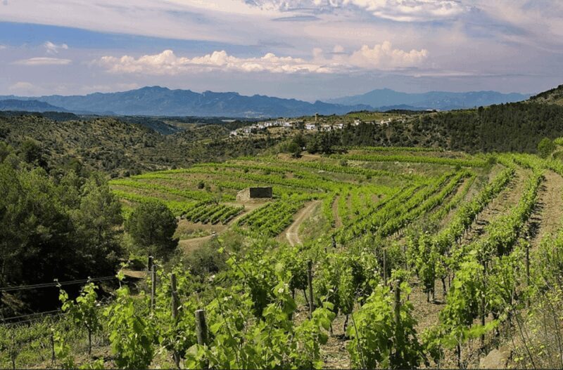 Priorat tour to 3 small wineries and hotel pick-up - An In-Depth Look at the Priorat Wine Tour