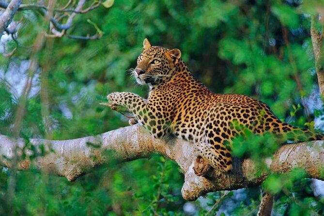 Private 02 Day Leopard Safari in Yala from Bentota - Key Points