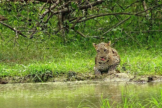 Private 02 Day Leopard Safari in Yala from Bentota - Who is this tour best suited for?