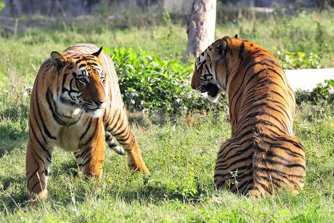 Private 2-Day Tour to Ranthambhore Tiger Safari from Jaipur - The Itinerary in Detail