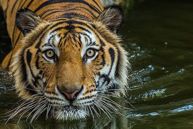 Private 2-Day Tour to Ranthambhore Tiger Safari from Jaipur - Practical Tips for Future Travelers