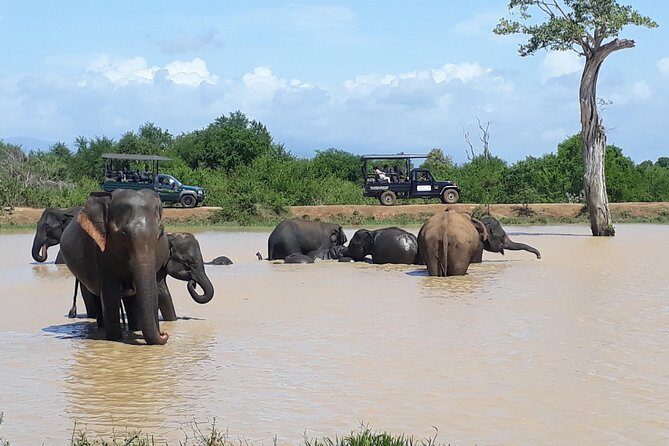 Private 2-Day Trip To Mirissa Beach And Yala From Colombo - What Makes This Tour Stand Out