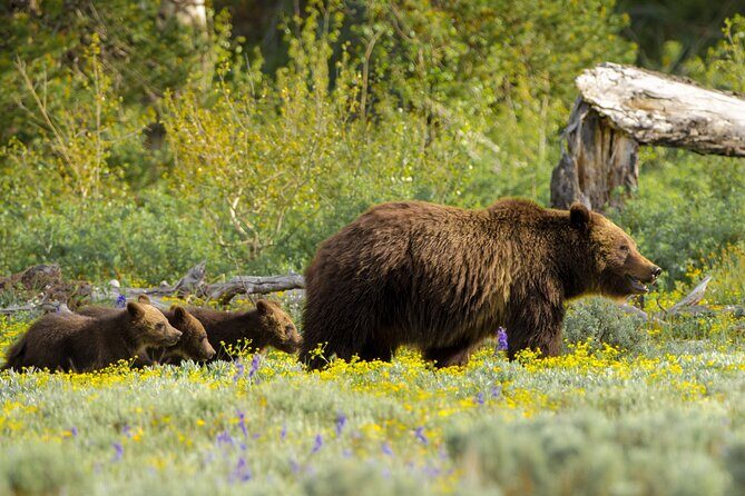 Private 2-Day Yellowstone Tour - Upper and Lower Loop - Upscale Picnics and Viewing Gear: A Touch of Luxury