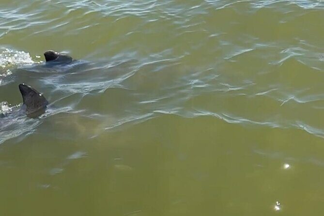 Private 2 Hour Dolphin & Eco Tour Marco Island, FL - Final Thoughts