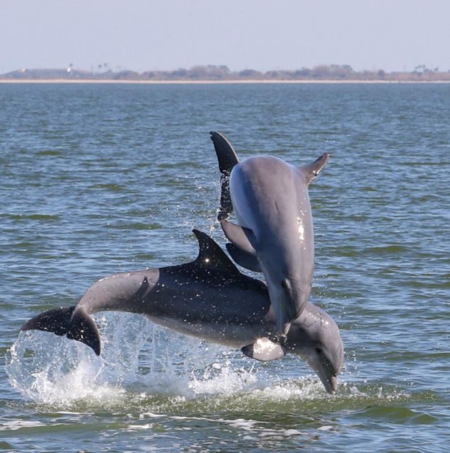 Private 2 hour Dolphin Sightseeing tour- Melbourne - Final Thoughts