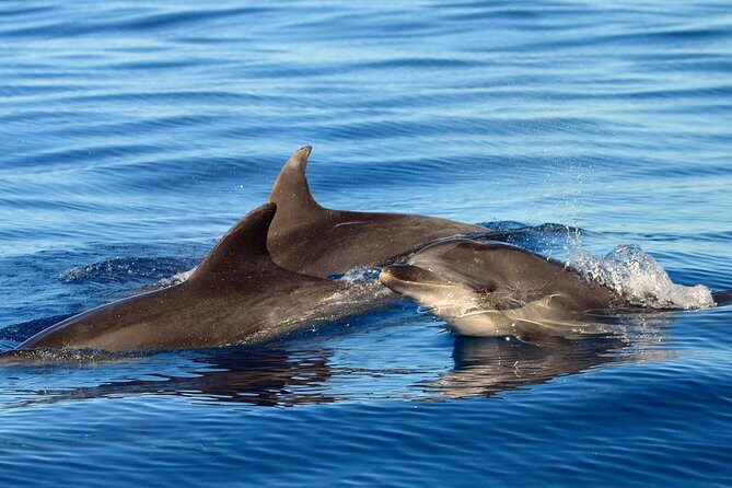 Private 2 hour Whale Watching Tour - An In-Depth Look at the Whale Watching Experience in Tenerife