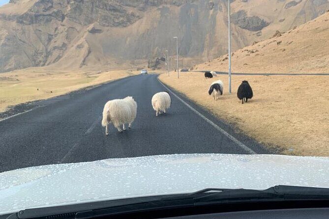 PRIVATE 2-Hours Tour - Westman Islands with a local in a BMW X5 - Detailed Itinerary Breakdown