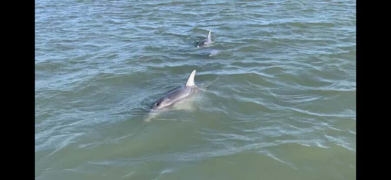 PRIVATE 2HR DOLPHIN CRUISE - Practical Tips for Your Dolphin Cruise