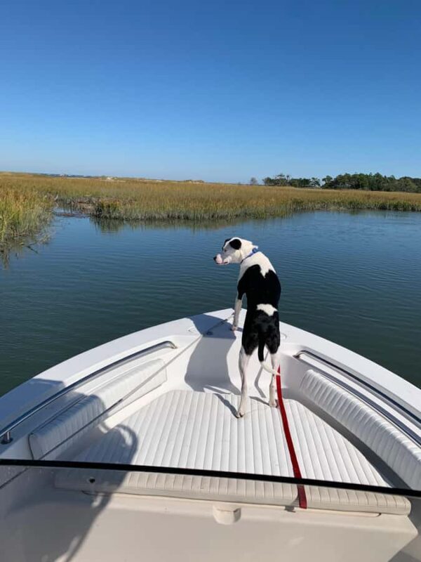 PRIVATE 2HR DOLPHIN CRUISE - Final Thoughts