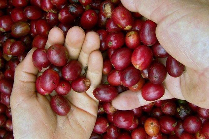 Private 3-City Shore Excursion Coffee and Commerce Adventure - Frequently Asked Questions