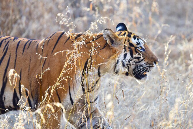 Private 3-Day Ranthambhore Tiger Tour from Agra ending in Jaipur - Key Points