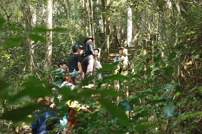 Private 3 Hours Ukiha's Forest Visit with Yoga Activity - Exploring the 3-Hour Ukiha Forest Visit with Yoga: A Perfect Balance of Nature and Relaxation