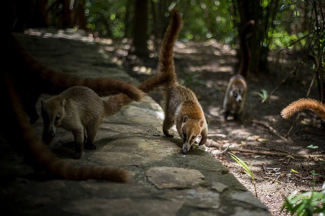 Private 3 in 1 Discovery Combo Tours Tulum Ruins, Snorkeling & Cenotes Adventure - FAQs