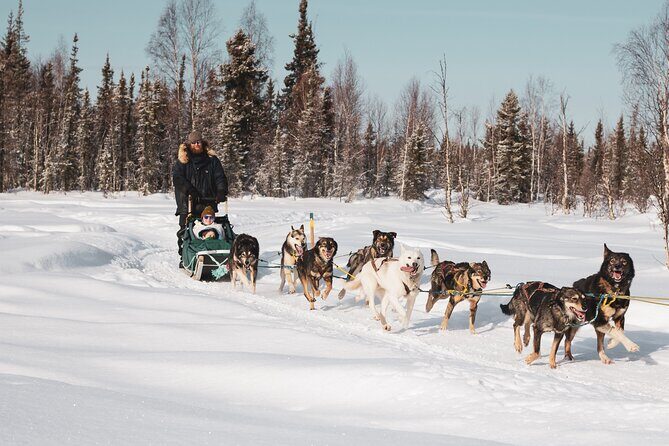 Private 30 Minute Mush Along Historic Yukon Quest Trail - What the Trail and Ride Are Like
