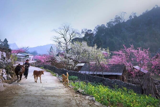 Private 4 Day Ha Giang Loop Adventure All Inclusive Car Tour - Key Points