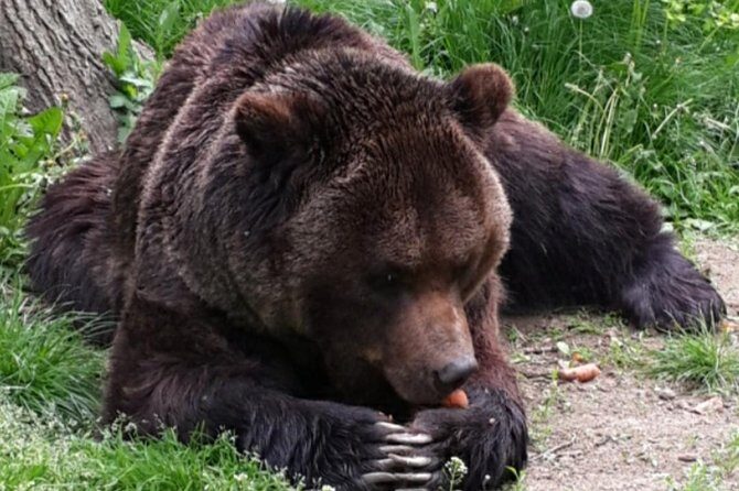 Private 4-Day Tour in Transylvania including Transfagarasan Road from Bucharest - Final Thoughts