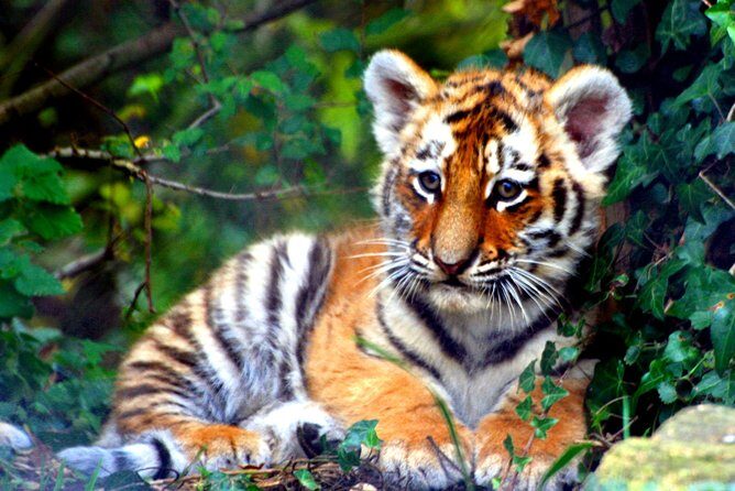 Private 4-Days Taj Mahal and Ranthambore Safari Tour from Delhi - Key Points
