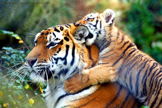Private 4-Days Taj Mahal and Ranthambore Safari Tour from Delhi - Final Thoughts: Is This Tour Worth It?