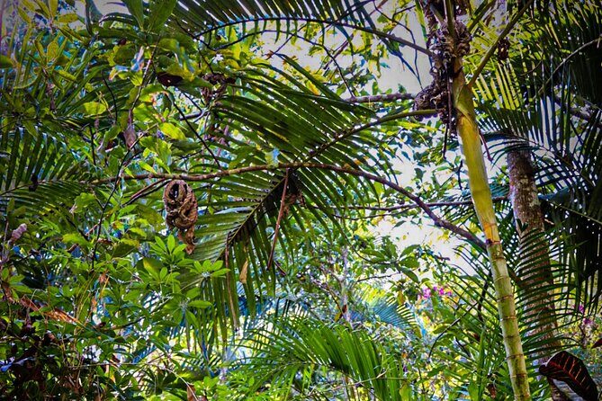 Private 4 hour Hiking Adventure + Breakfast in Nogalito Ecopark - Key Points