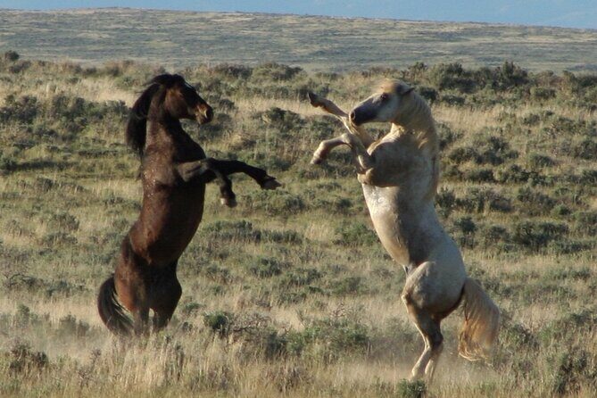 Private 4 Hour Red Canyon Wild Mustang Air Conditioned Van Tours - The Experience in Depth