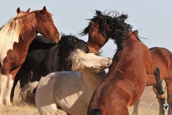 Private 4 Hour Red Canyon Wild Mustang Air Conditioned Van Tours - Who Is This Tour Best For?