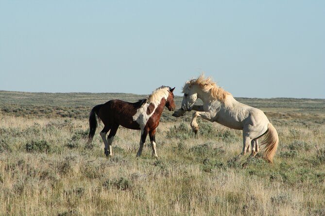 Private 4 Hour Red Canyon Wild Mustang Air Conditioned Van Tours - FAQ