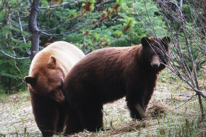 Private 4 Hour tour to White Pass and the Yukon Suspension Bridge - FAQ