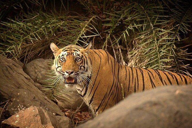 Private 5-Day Ranthambhore Tiger Tour from Delhi including the Taj Mahal, Agra and Jaipur - Key Points
