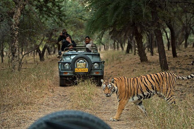 Private 5-Day Ranthambhore Tiger Tour from Delhi including the Taj Mahal, Agra and Jaipur - Authentic Experiences Based on Real Reviews