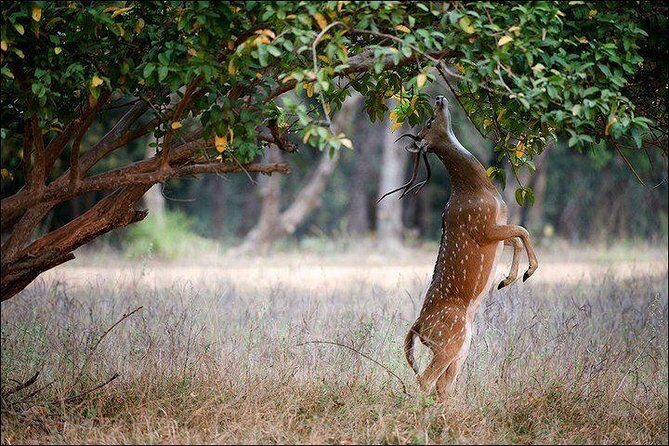 Private 5-Day Ranthambhore Tiger Tour from Delhi including the Taj Mahal, Agra and Jaipur - FAQs