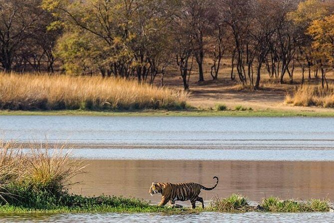 Private 5-Day Ranthambhore Tiger Tour from Delhi including the Taj Mahal, Agra and Jaipur - Final Words: Who Is This Tour Perfect For?