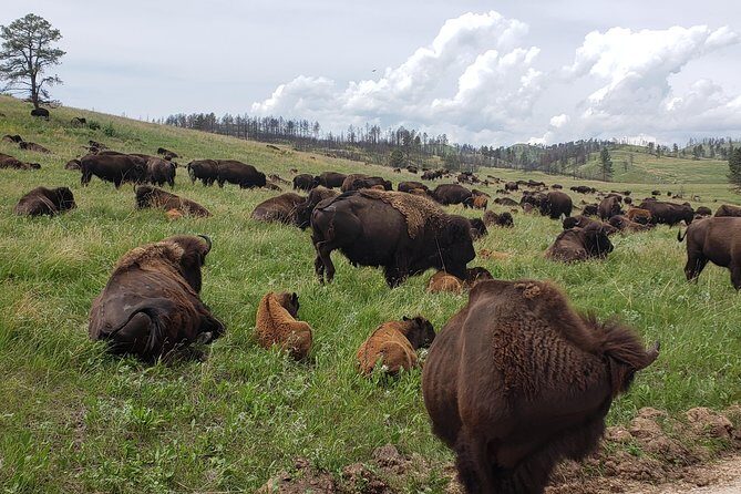 Private 5 Hour Black Hills Tour with Local Experts - Who Will Enjoy This Tour Most?
