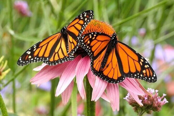 Private 5 Hour Tour of Butchart and Butterfly Gardens - Key Points