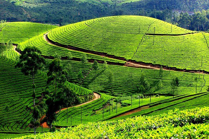 Private 7-Day Kerala Tour From Kochi With Aleppey Houseboat Cruise - Who Will Love This Tour?