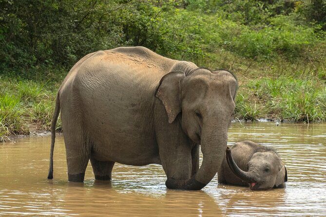 Private 7-Day Tour around Sri Lanka - FAQs