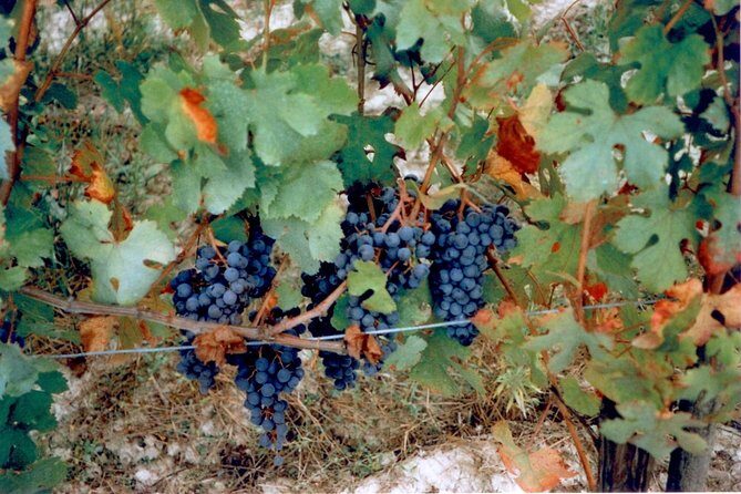 Private 7-Hour Tour of Three Etna Wineries with Tasting from Syracuse - Who Will Love This Tour?