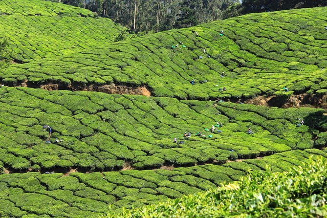 Private 8 Days Tour from Trivandrum with Cochin,Munnar,Thekkady & Houseboat etc - Key Points