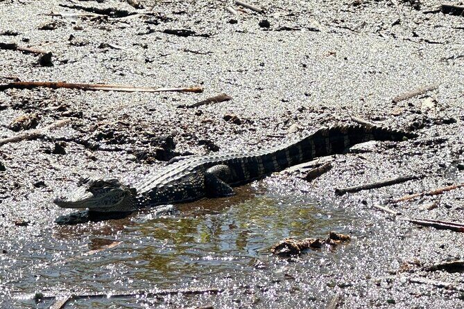 Private 90 Minutes Everglades Airboat Adventure - Frequently Asked Questions