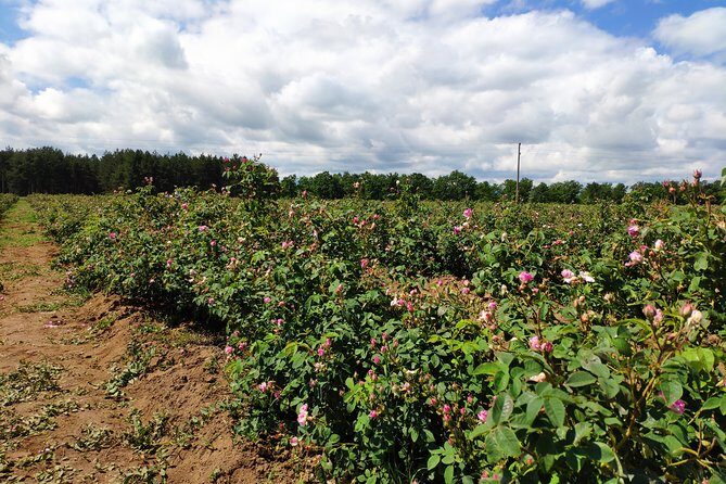 Private Access Rose Festival Kazanlak 06-08.06.2025 - The Sum Up: Is It Worth It?