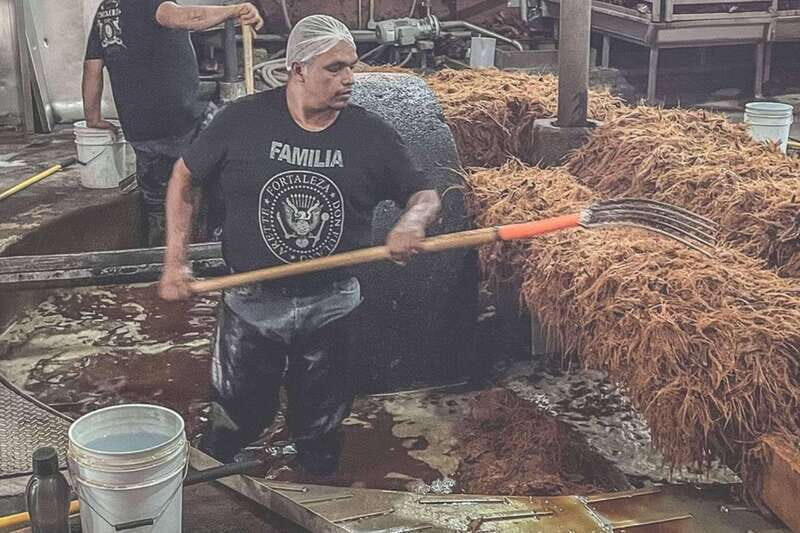 Private Adventure to Tequila and la Fortaleza Distillery - Key Points