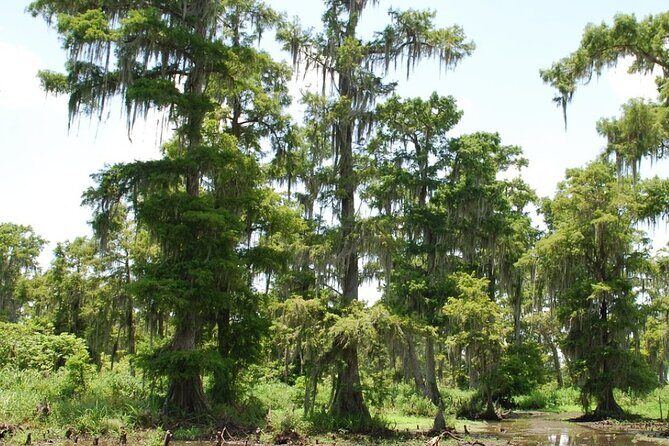 Private Airboat Swamp Tour - An Authentic Look at the Louisiana Swamp