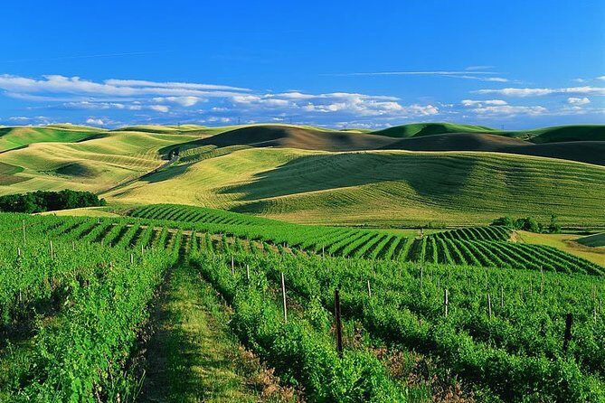 Private Airport Transfer from SFO to Sonoma Valley - Who Is This Tour Best For?