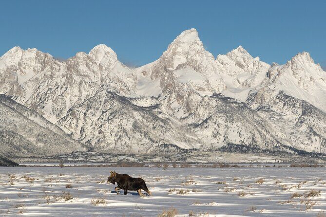 Private All-Day Winter Tour of Grand Teton National Park - Key Points