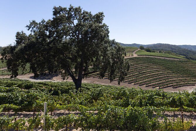 Private All-Inclusive 3-Winery Tour from Paso Robles/Atascadero - An In-Depth Look at the Paso Robles Private Winery Tour